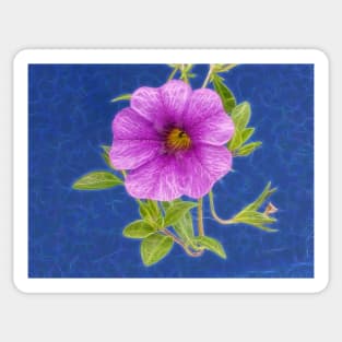 Rabat Morocco for this purple morning glory bloom Sticker